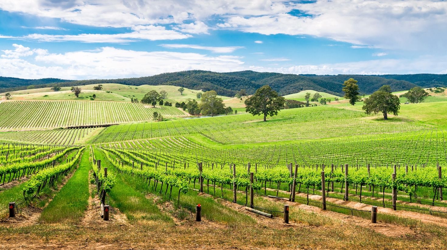 Barossa Valley is known for most exquisite shiraz grapes.