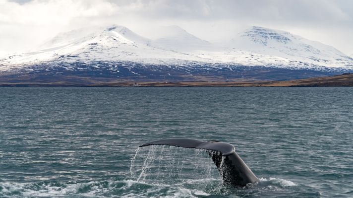 A whale with its tail above the water and snowy mountains in the background in Iceland. 