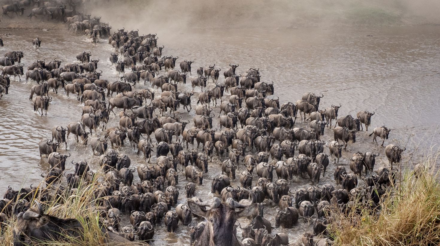 Wildebeests crossing the Mara River during the great migration.