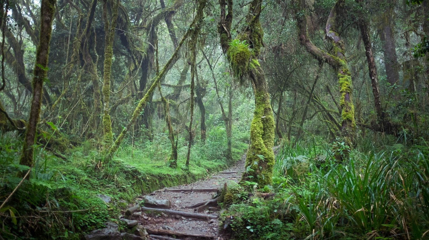Lush greenery of the Machame Route on Kilimanjaro amidst a rainforest.