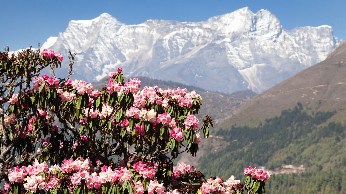 Pick the best time to trek Everest Base Camp and see rhododendrons.