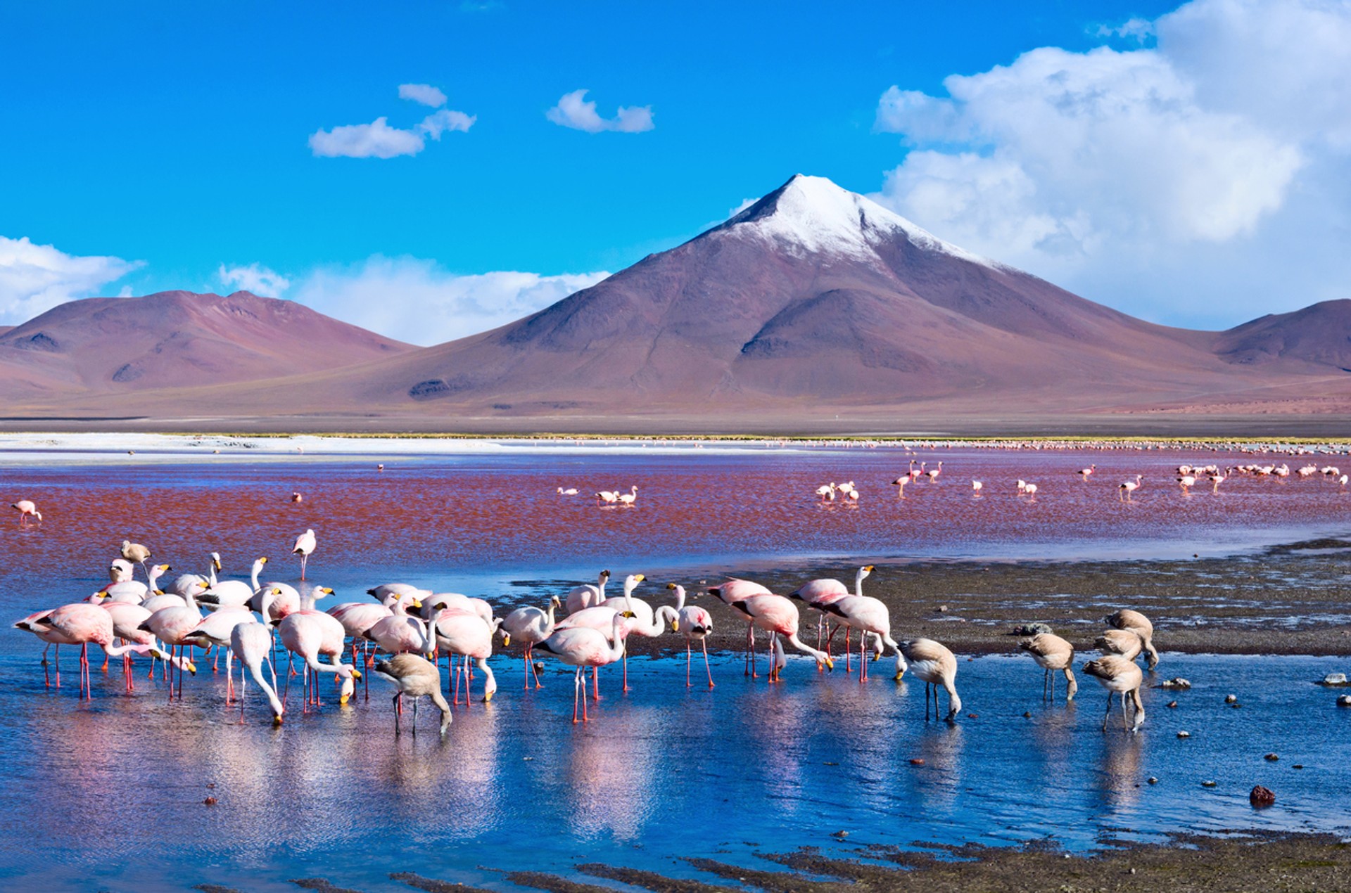 Winter is the best time to visit Bolivia and see flamingos in Laguna Colorado.