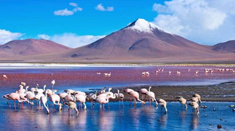 Winter is the best time to visit Bolivia and see flamingos in Laguna Colorado.