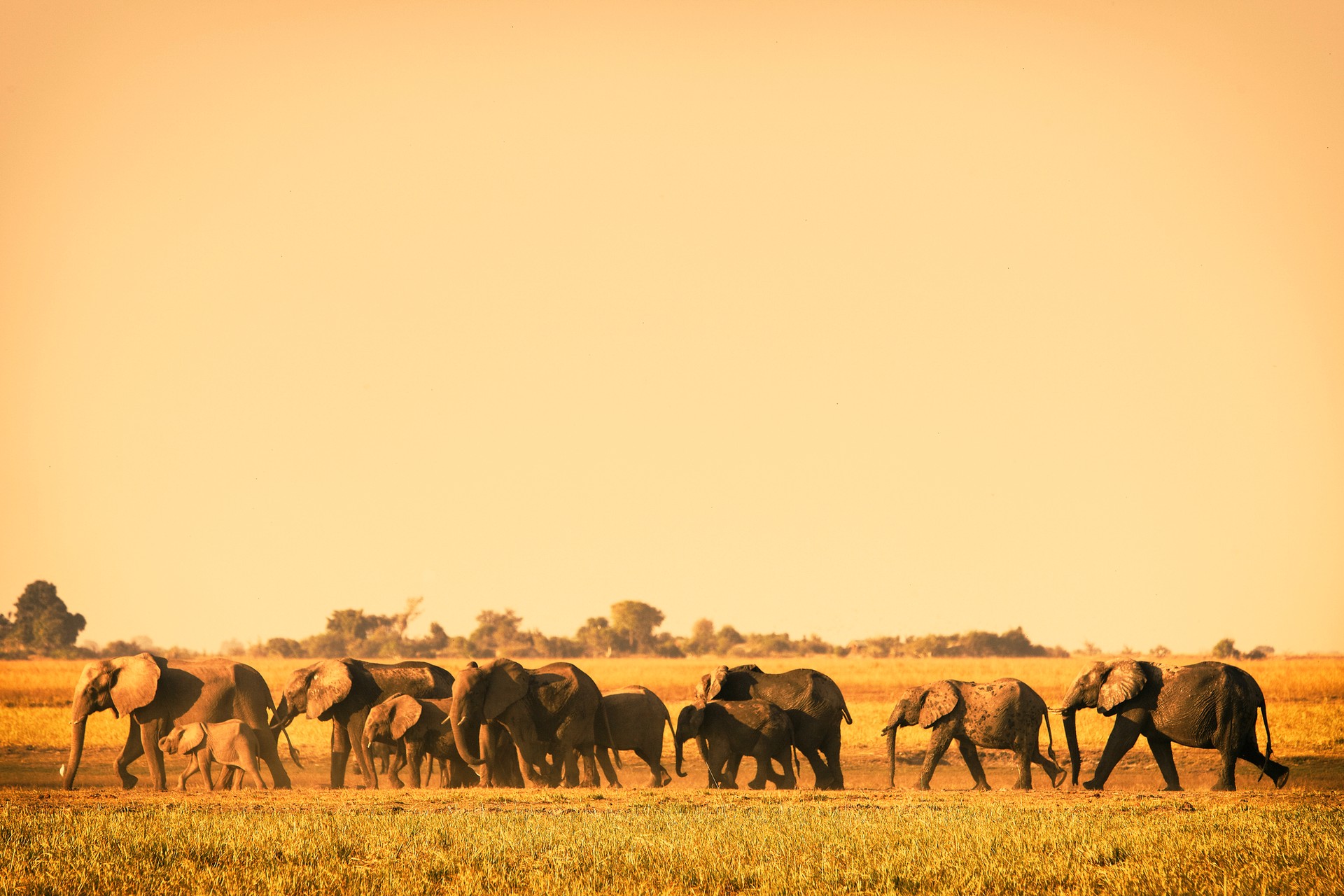A herd of elephants in Chobe National Park, Botswana A heard of elephants in Botswana