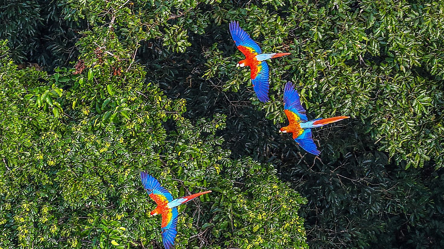 Macawa in the Amazon rainforest in Acre, Brazil.