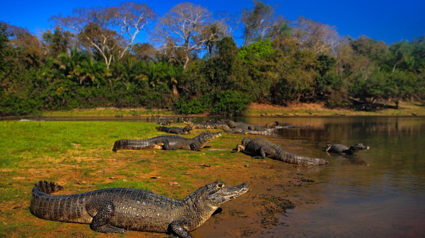 Crocodiles in the river surface at dusk in Pantanal during spring at dusk.
