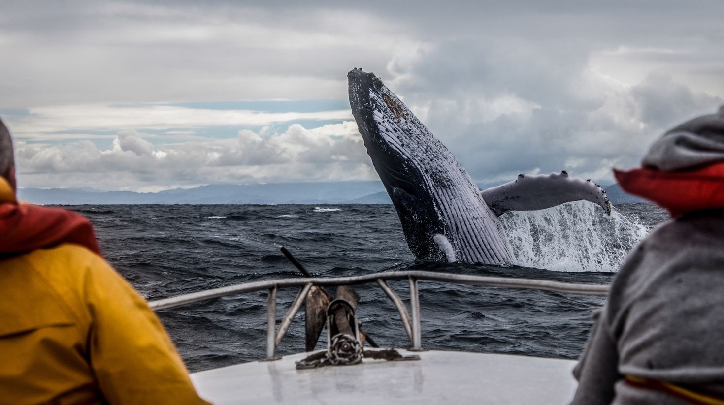 Humpback Whale