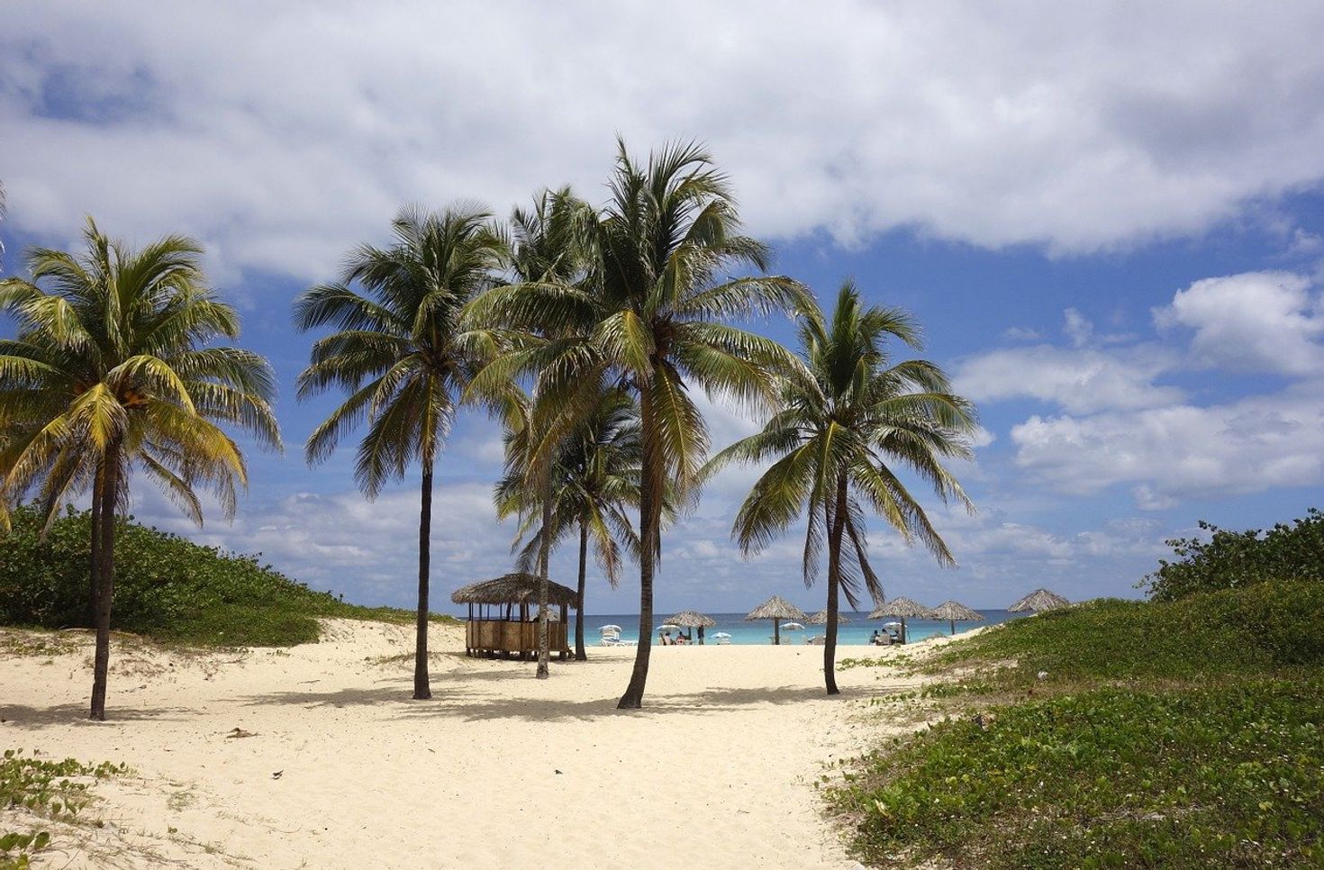Caribbean beach with palm trees in Cuba.