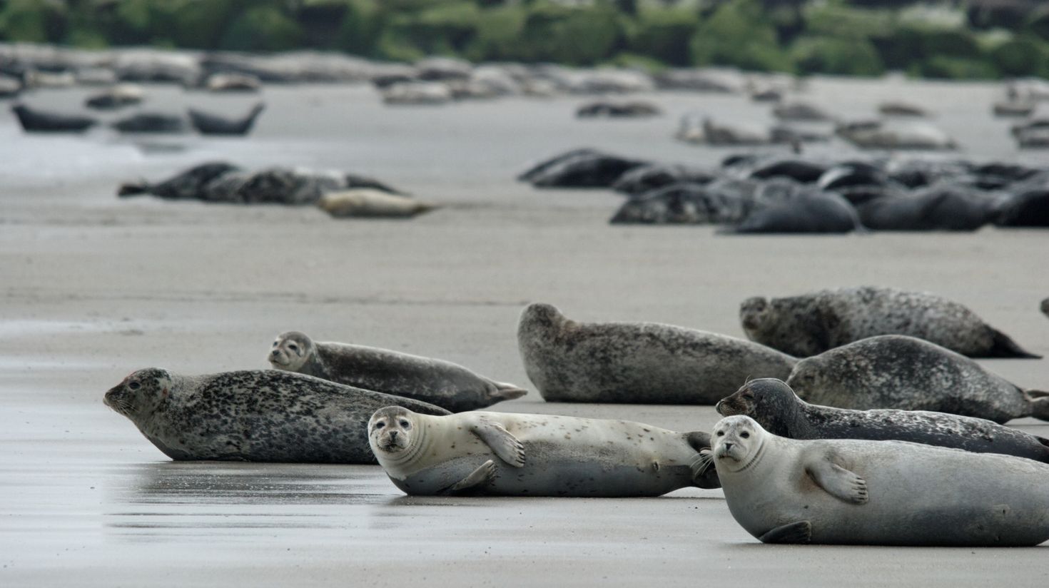 The Wadden Sea National Park