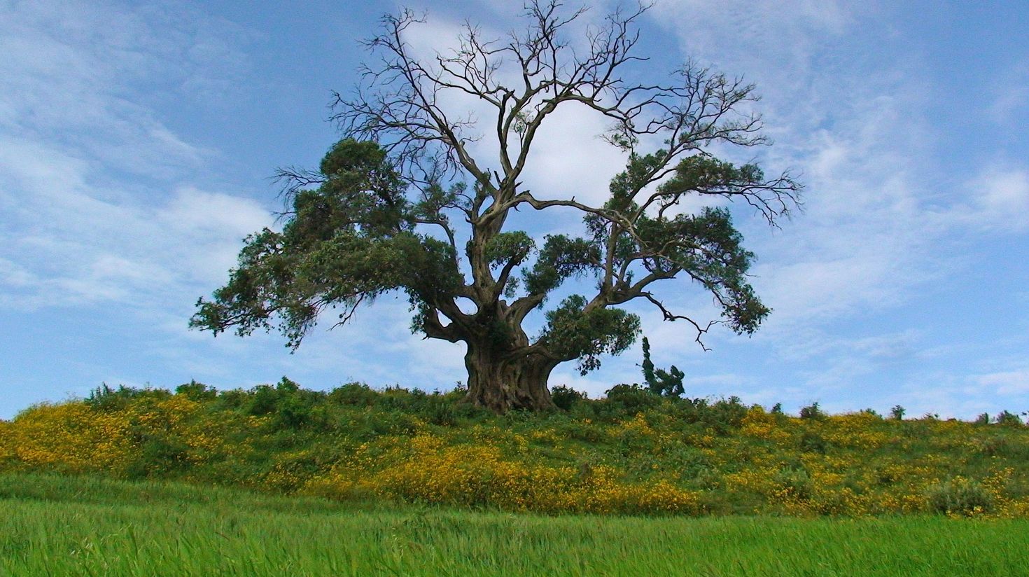 The natural landscape Ethiopia