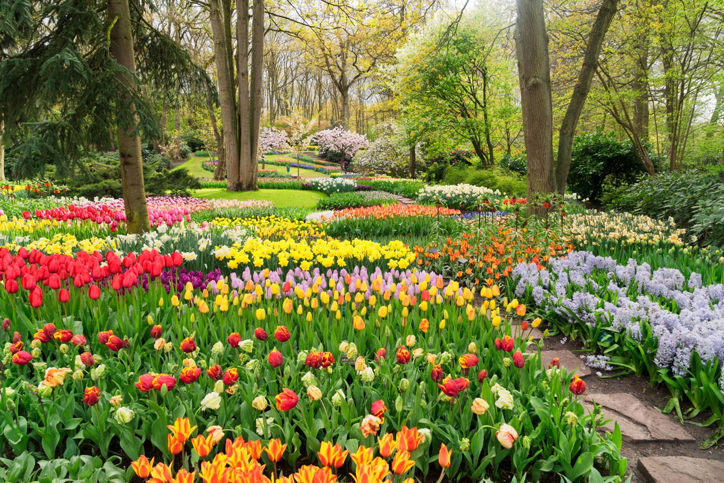 Visiting the tulip garden is one undeniable thing to do in Netherlands