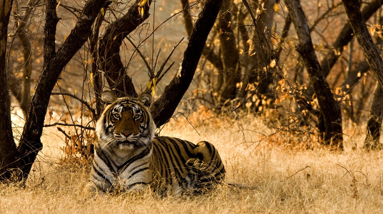 Begal tiger in a forest