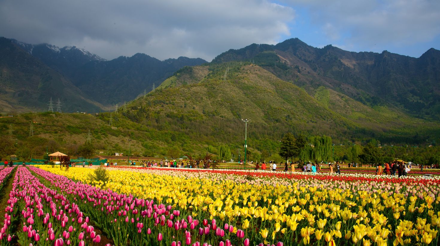 Tulip Garden in Kashmir