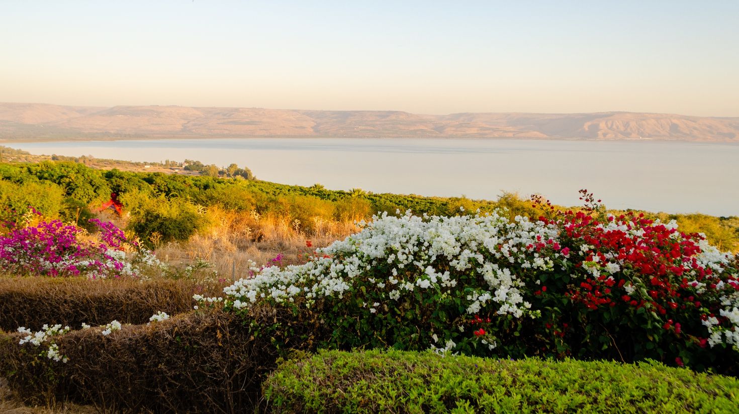 View of flowers with Golen Heights in Israel during spring.