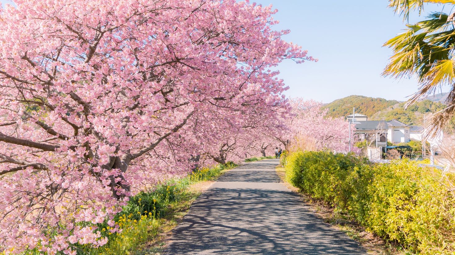 Beautiful nature scenery of cherry blossom in Kawazu.