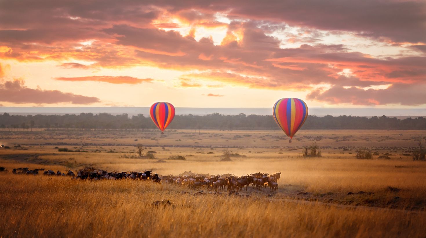 A herd of wildebeests and two hot air balloons in Maasai Mara.