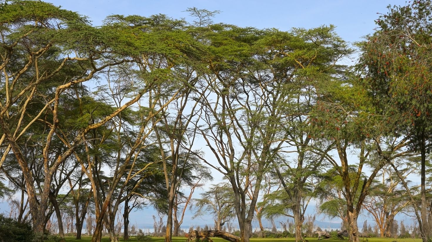 Lush green trees near Lake Naivasha.