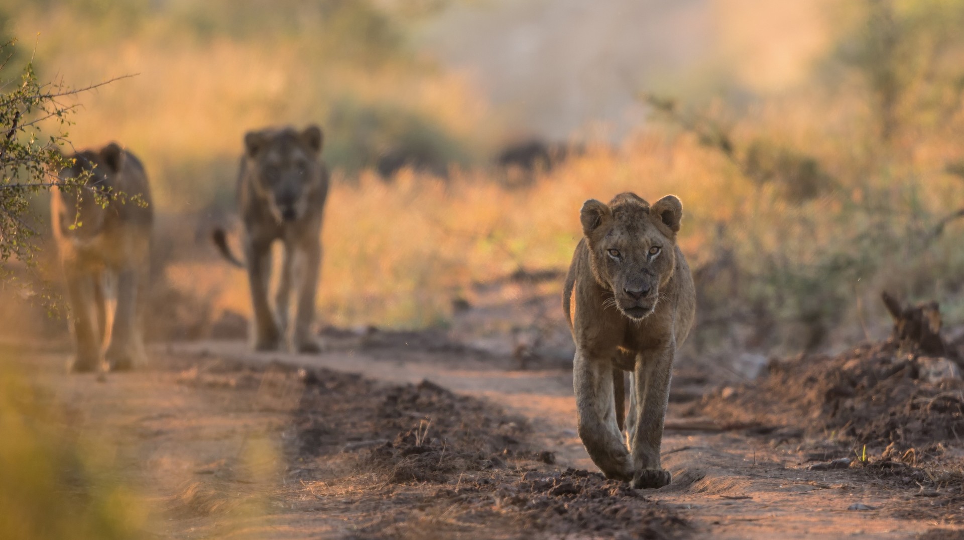 The best time to visit Kruger National Park is during the dry season from May to September, when cooler weather and sparse vegetation make for ideal wildlife viewing