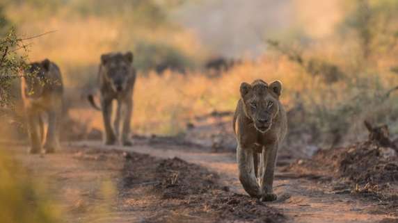 Best Time to Visit Kruger National Park