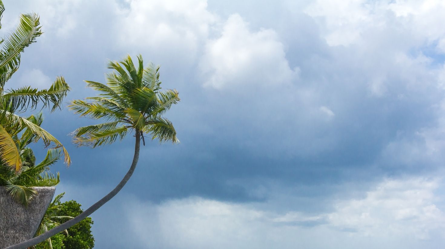 Palm tree against a stormy sky in a monsoon weather in Maldives