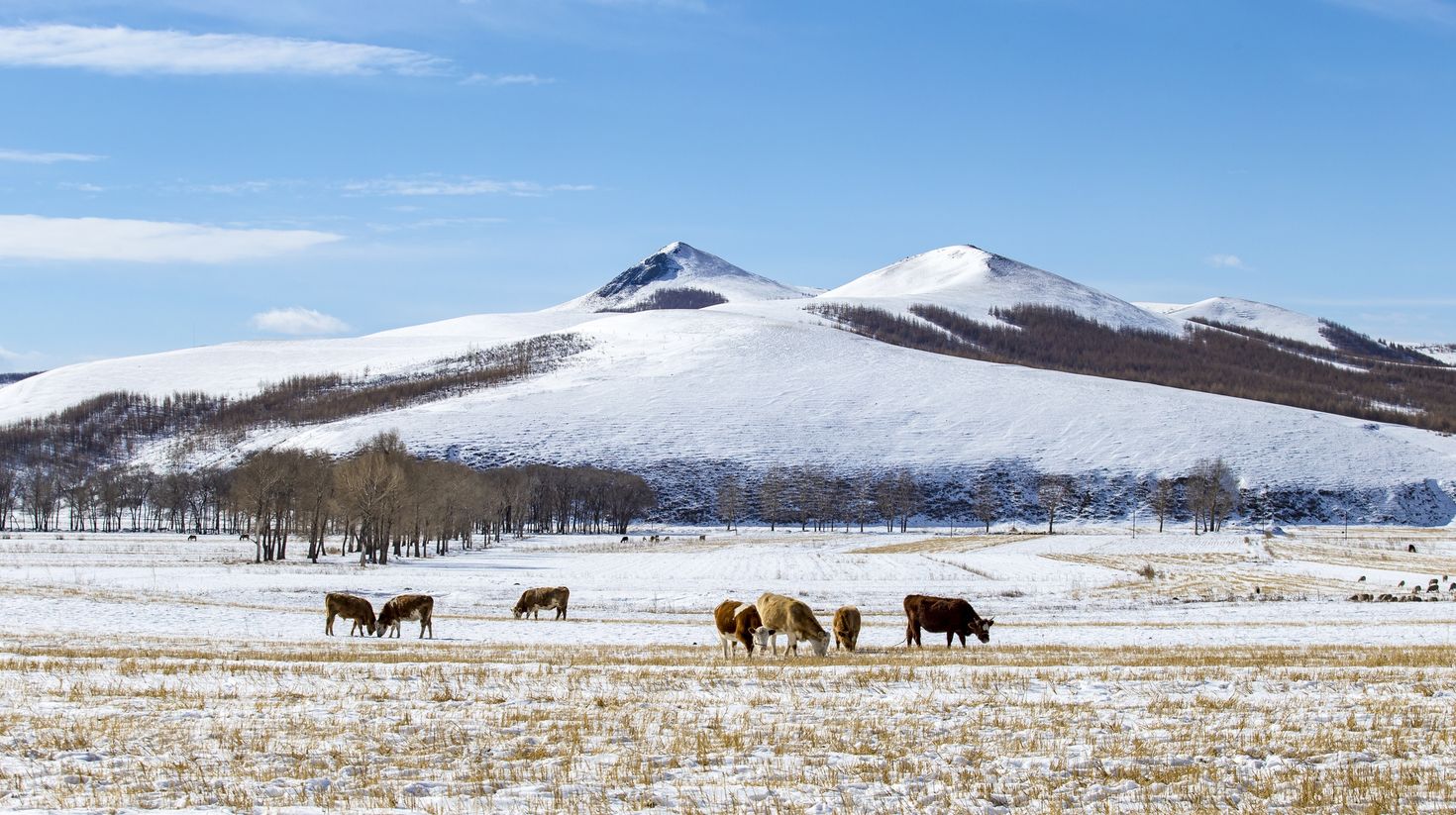 Winter ranch in Mongolia.