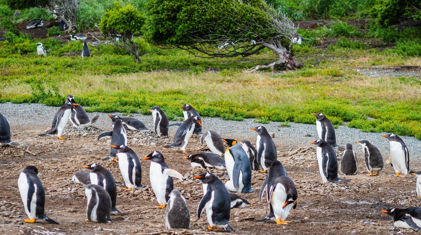 Gentoo penguins on Martillo Island during summer in Patagonia.