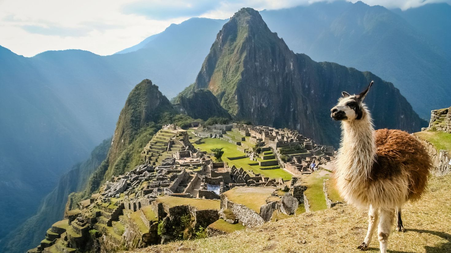 A llama spotted in Machu Picchu.