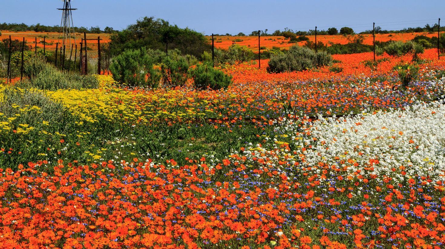 The Namaqualand flower route