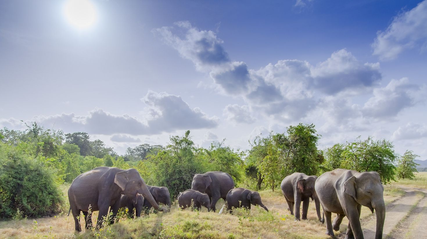 Asian elephants in Minneriya National Park during summer in Sri Lanka.