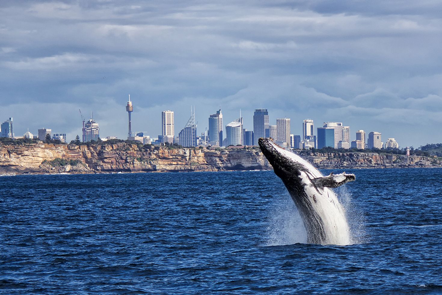 Places to visit in Sydney whale watching