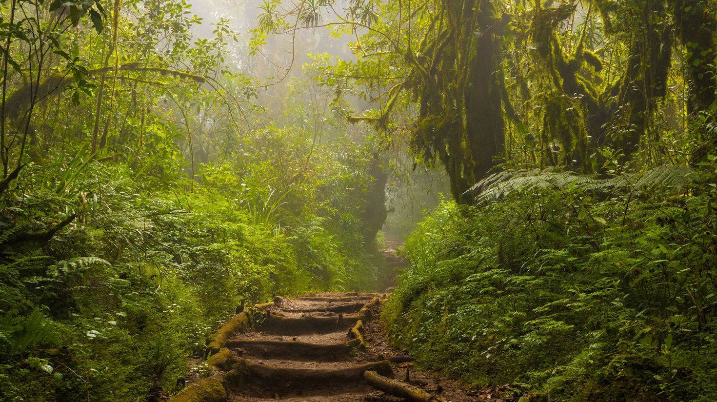 A manmade path in Kilimanjaro's rainforest.