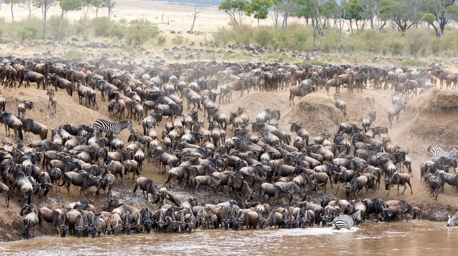 Thousands of wildebeests and some zebras crossing the Mara River.