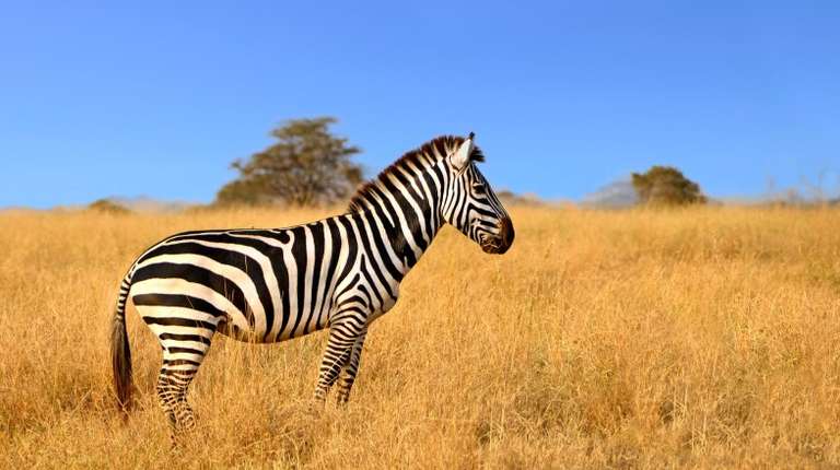 A zebra on a dry landscape with trees peaking on the horizon and blue sky visible.
