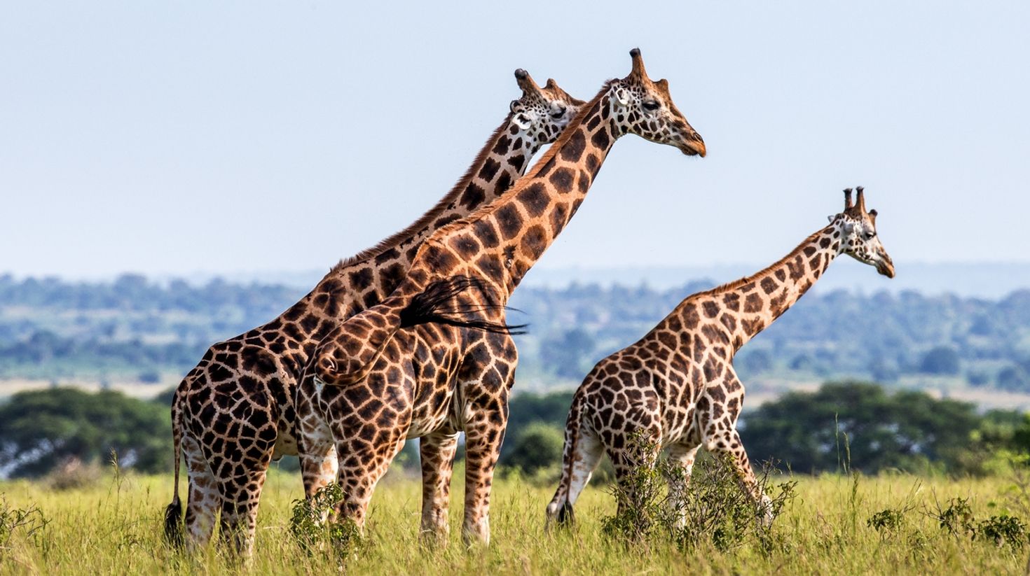 October is the best time to visit Uganda to see the rich wildlife
