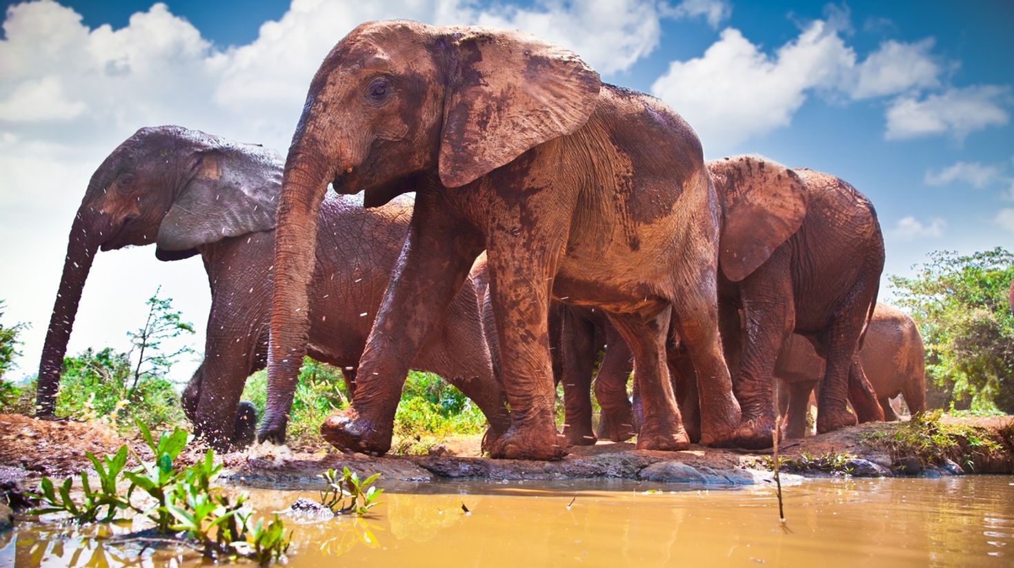 June is the best time to visit Uganda to see the big wildlife