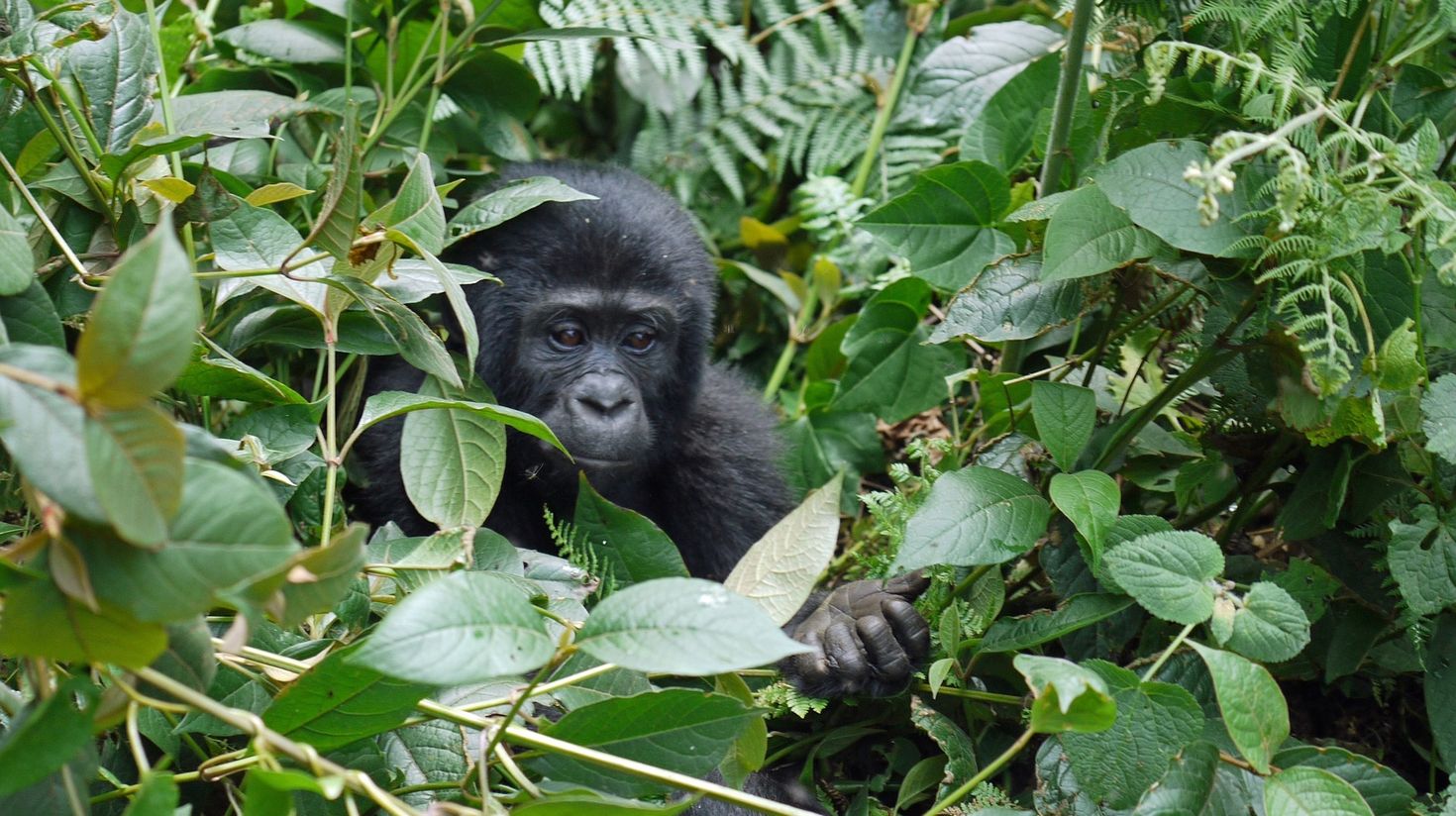 December - January is the best time to visit Uganda for gorilla tracking
