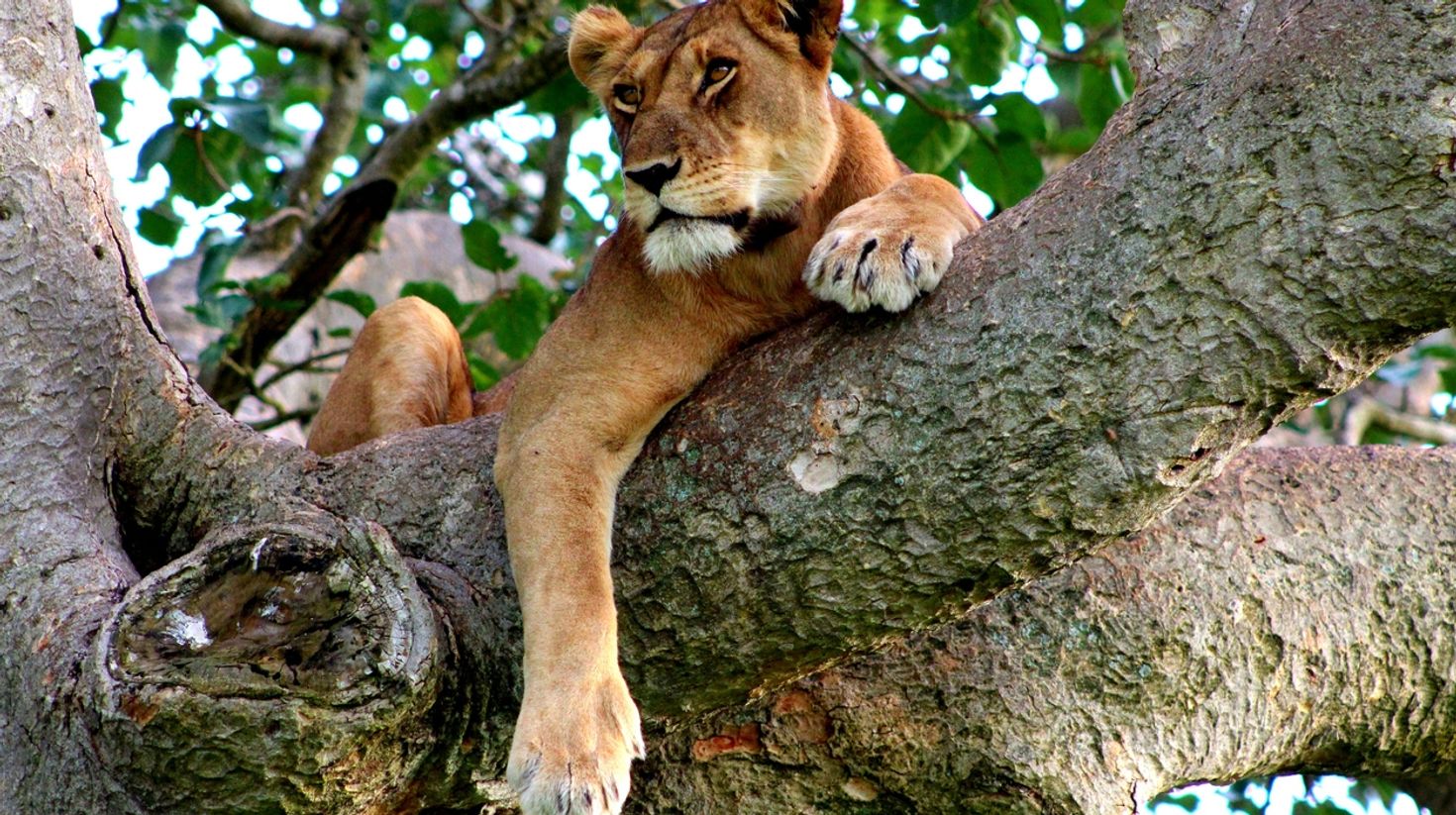 February is the best time to go to Uganda to see the tree climbing lions