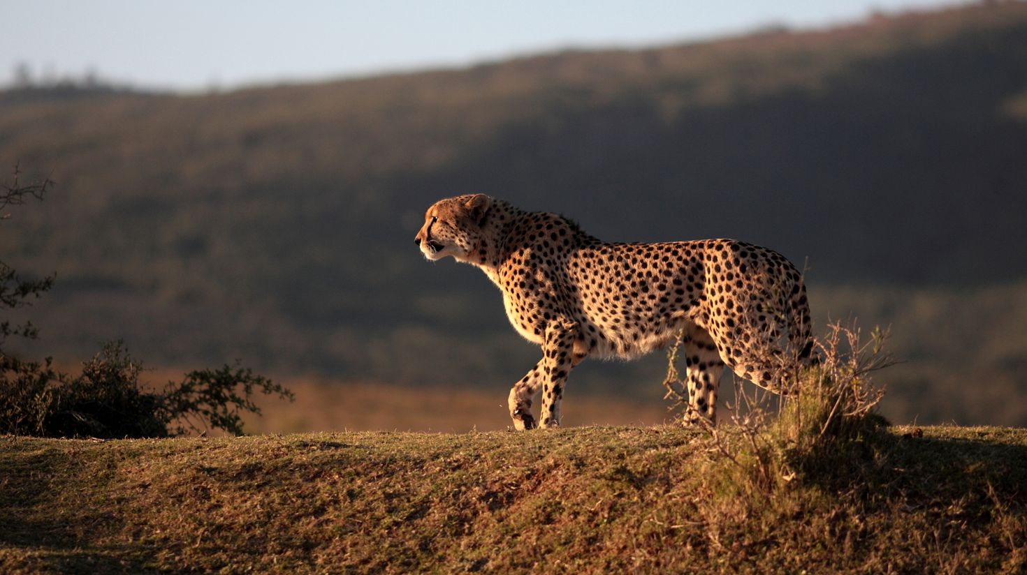 African Leopard, one of the big five, is a graceful but powerful cat