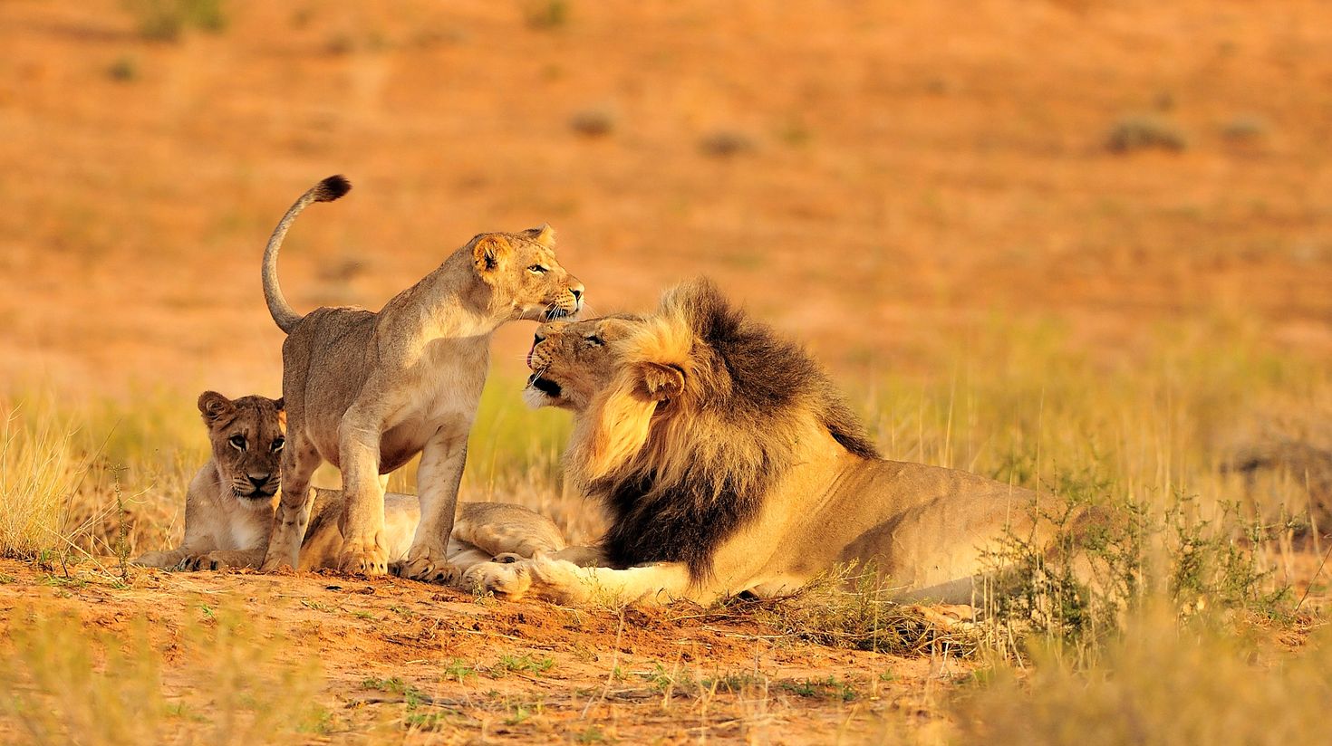 One of the Big Five animals, a pride of African Lions are a majestic sight