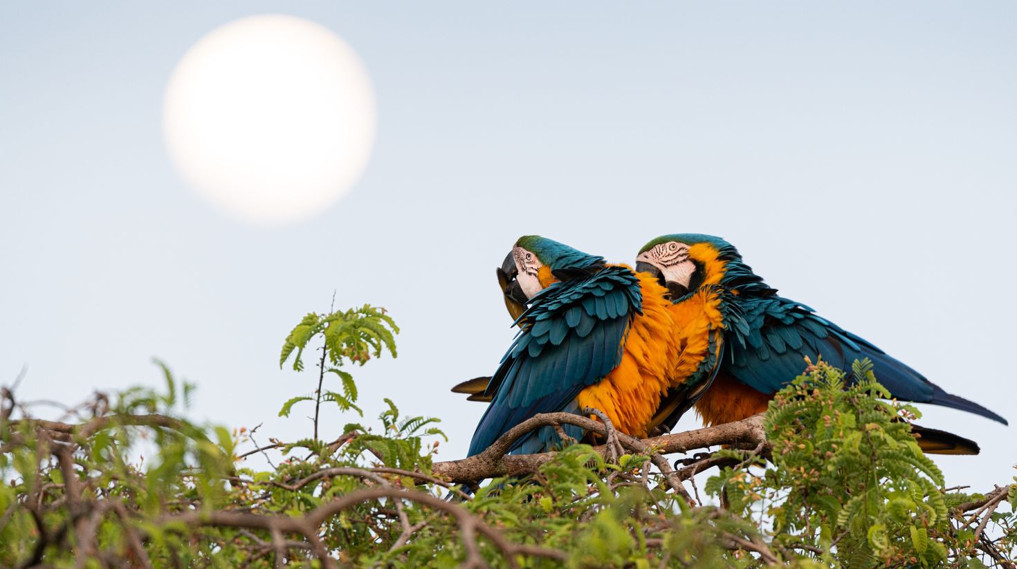 See Macaw parrots on your Brazil holiday