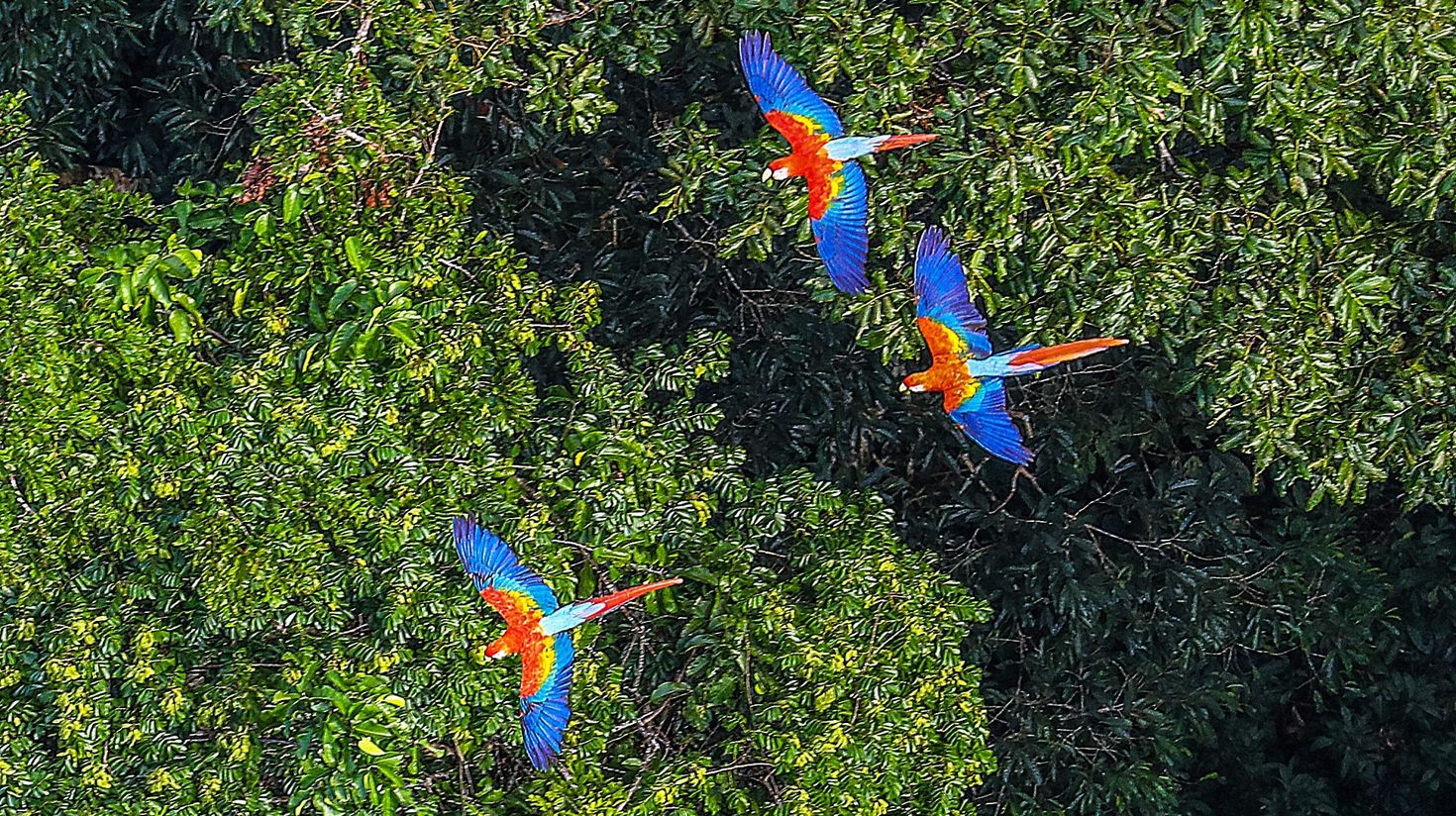 Amazon Rainforest, Brazil