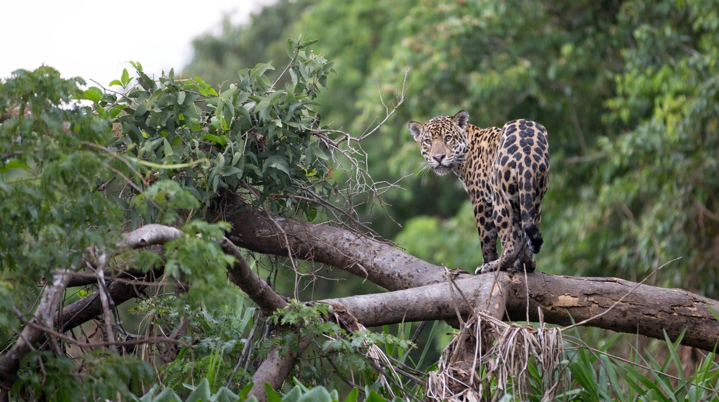 A jaguar perched on a tree in Brazil