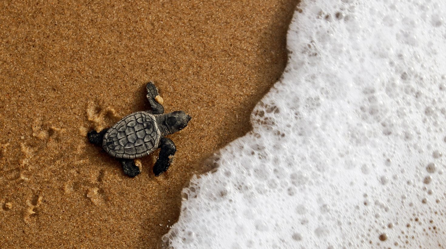 ea turtle crawling to the ocean on Bahia coast, Brazil
