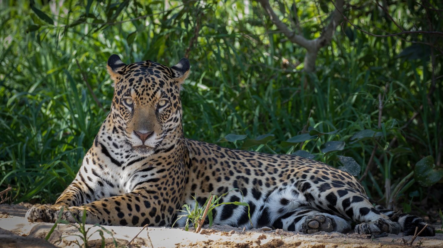A jaguar resting in the shade by the river in Brazil's northern Pantanal, M