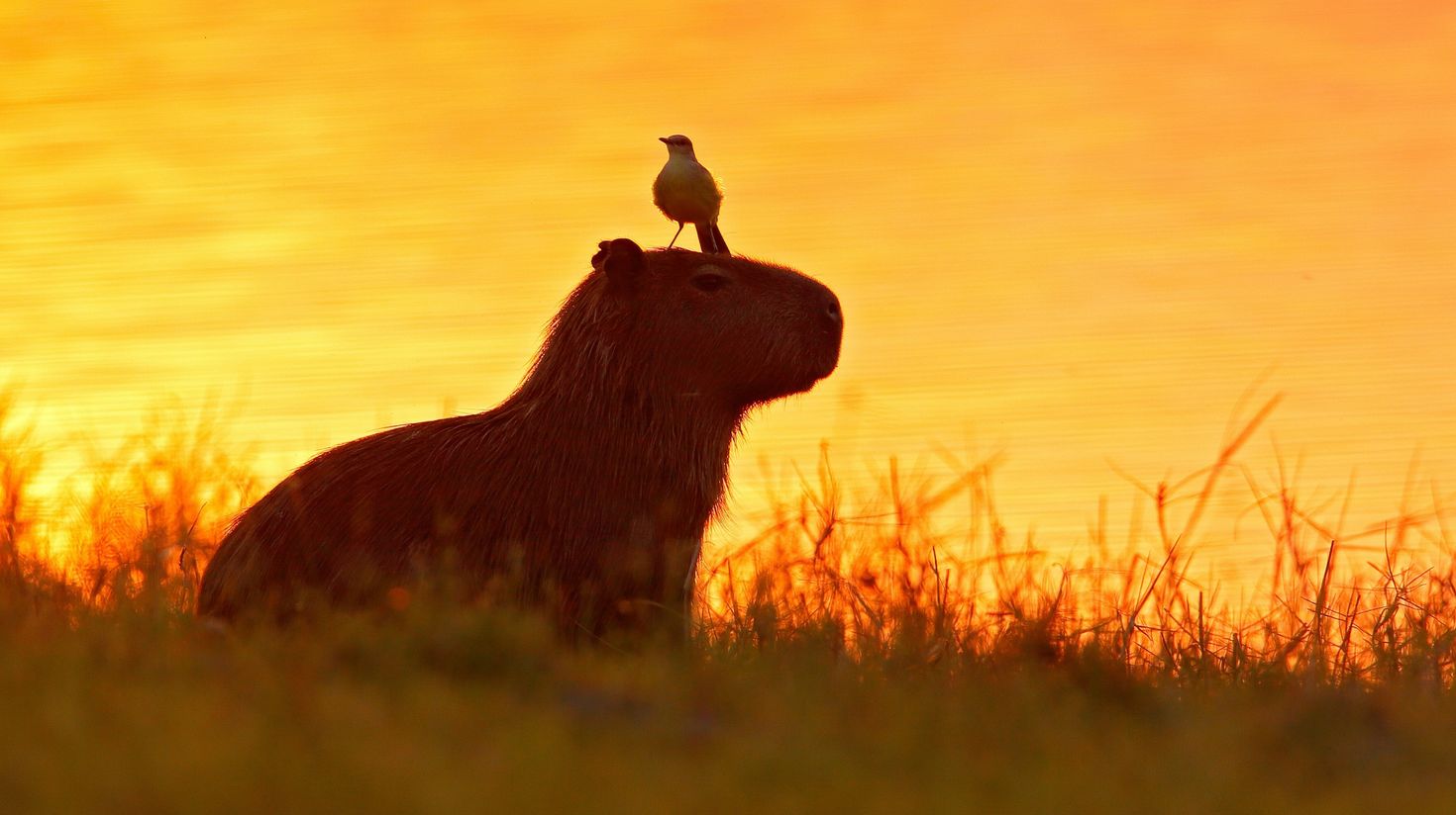 Capybara, Hydrochoerus hydrochaeris, with evening light during orange sunse