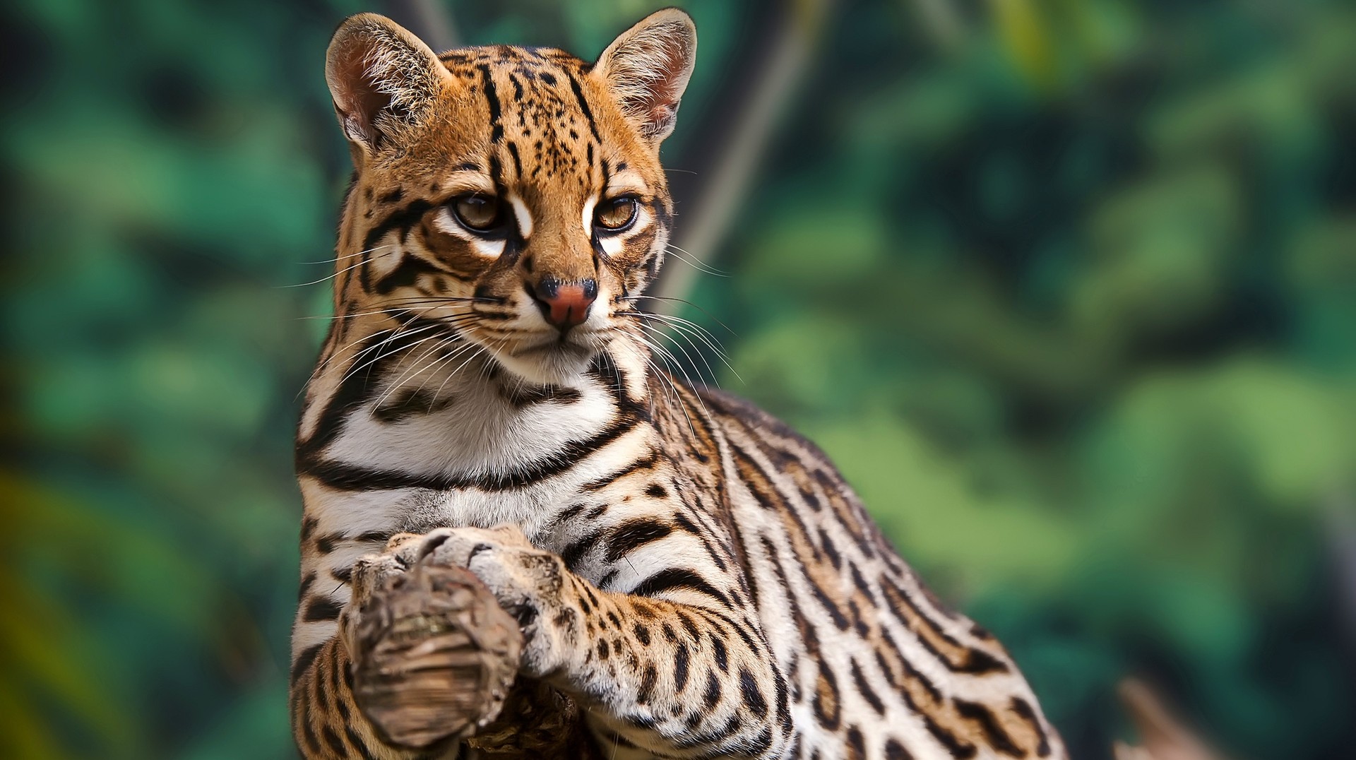Ocelot( Leopardus pardalis) in the Amazon, Brazil in September