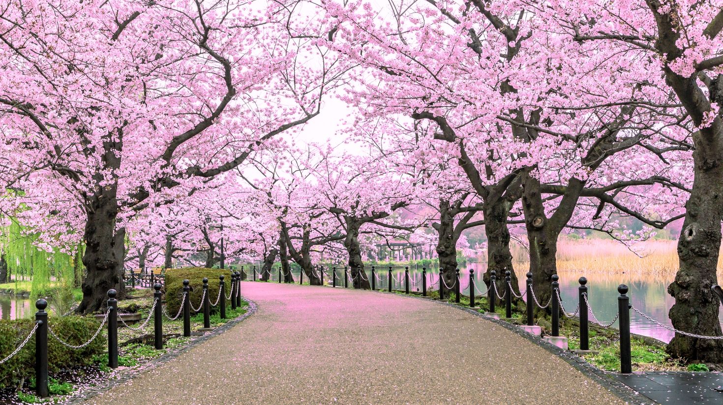 Ueno Park is a public park right next to Ueno station in Tokyo.