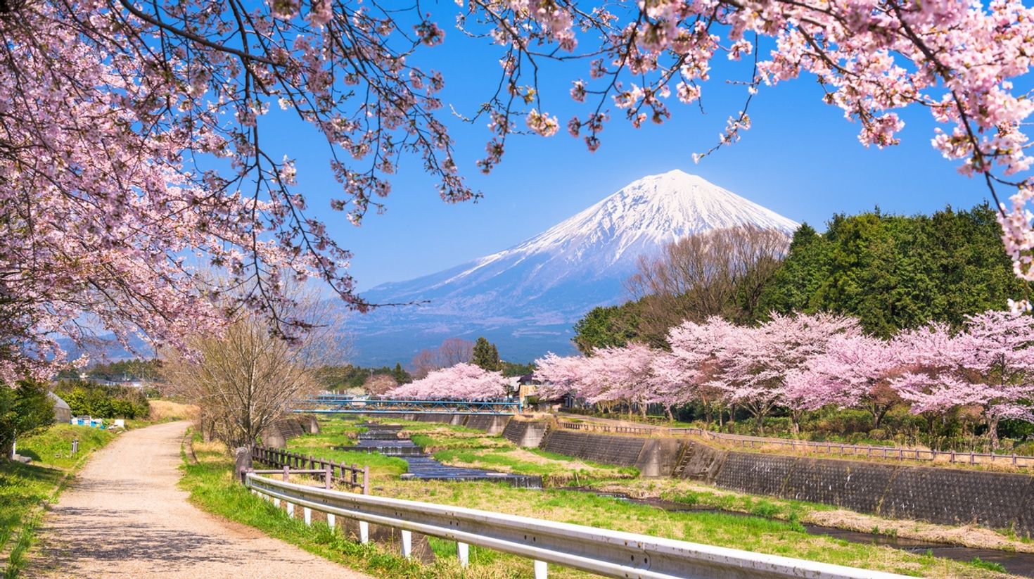  Shizouka Prefecture, home to the mighty Mt Fuji is the best place to experience the cherry blossom festival in Japan.