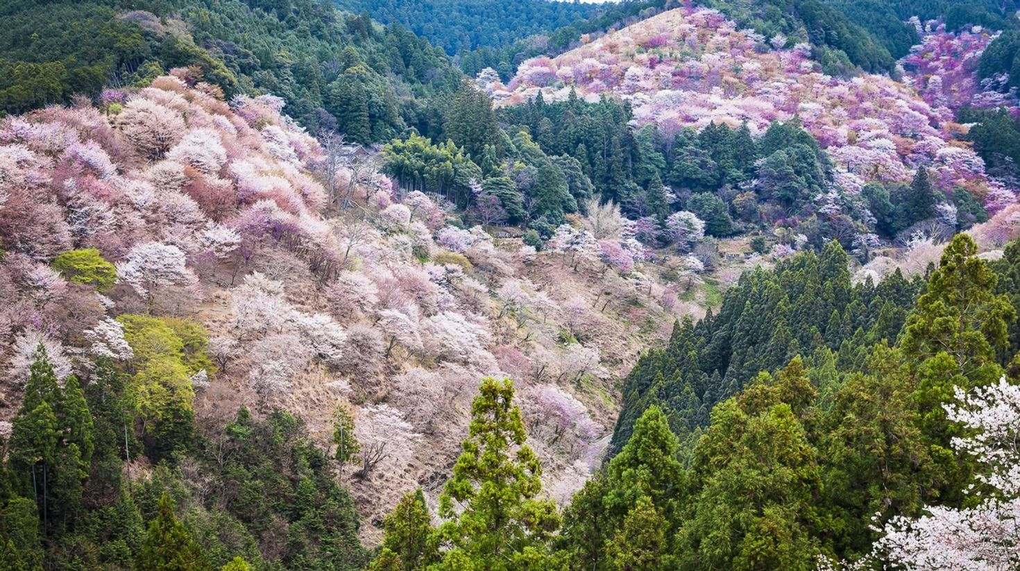 Mount Yoshino is undoubtedly the best place to be during cherry blossom festival in Japan since there are 30,000 trees all over the mountain.