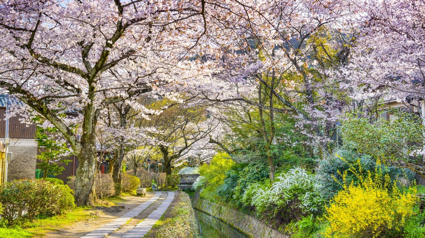 Visit the Philosopher's path near Ginkakuji temple to have the best time during cherry blossom festival in Japan.